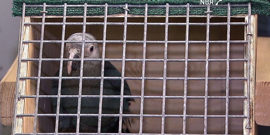 Três de 20 ararinhas-azuis soltas na Bahia foram mortas por predadores