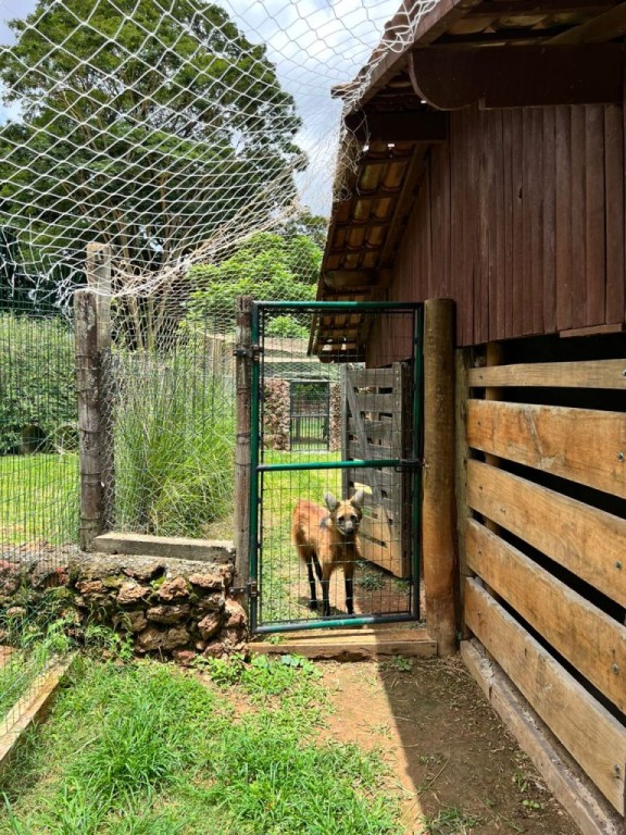 Prefeitura de Goiânia inaugura recinto de lobos-guará, no Parque Zoológico