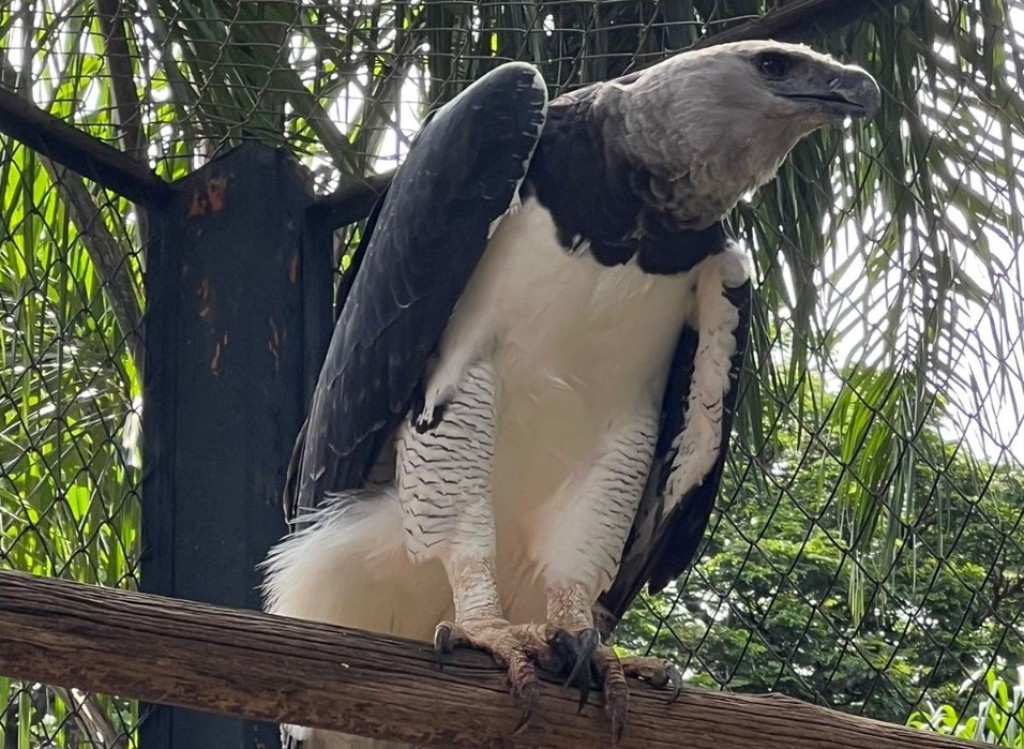 Zoológico de Goiânia recebe ave Harpia macho, e expectativa é reproduzir espécie em cativeiro