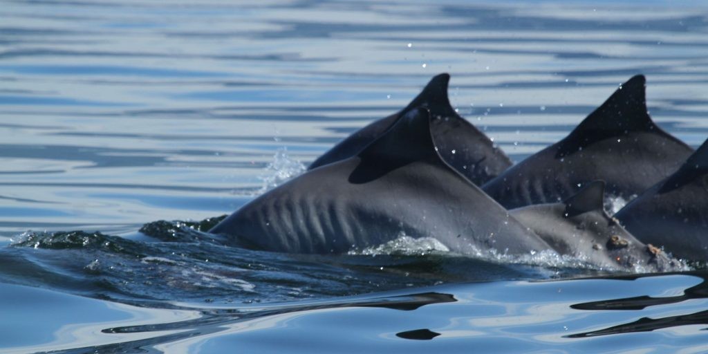 Pesquisadores estudam aparecimento de 500 botos nas praias do Rio