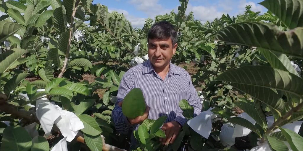 Caminhos da Reportagem mostra goiaba brasileira que ganhou o mundo