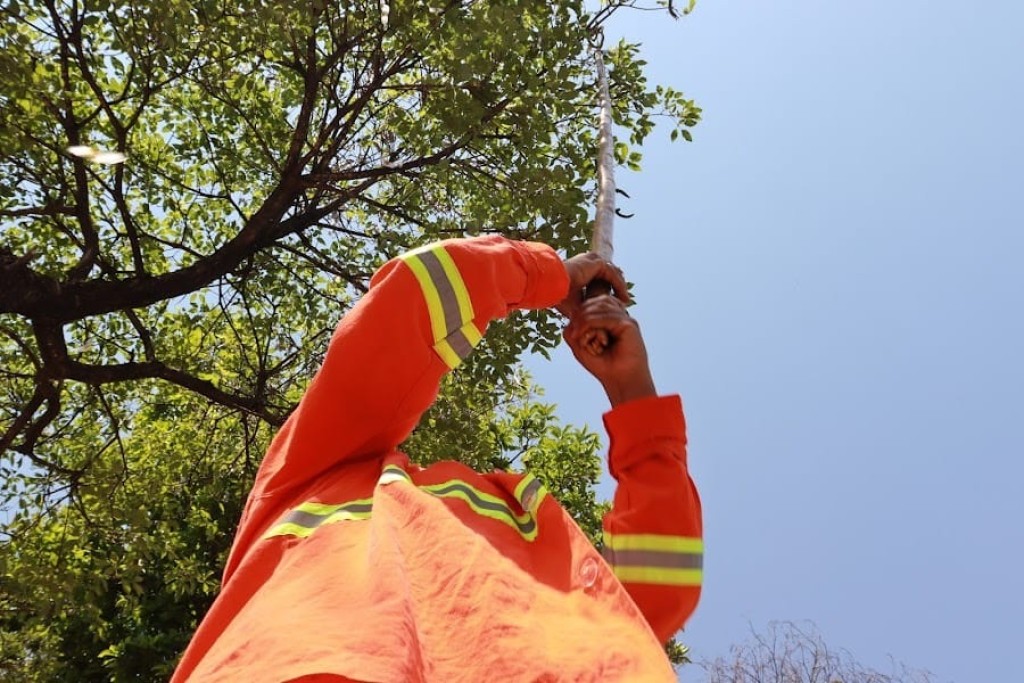 Prefeitura de Goiânia recebe mais de mil processos de poda e extirpação de árvores nos últimos quatro meses, de forma digital