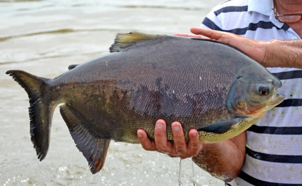 Cadastro de estabelecimentos aquícolas na Adapec fortalece a piscicultura no Estado