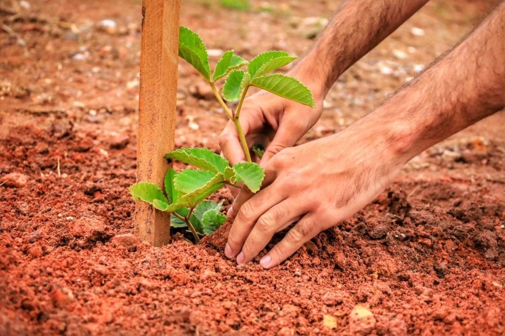 Prefeitura de Goiânia planta cerca de 292 mil mudas de árvores na gestão de Rogério Cruz