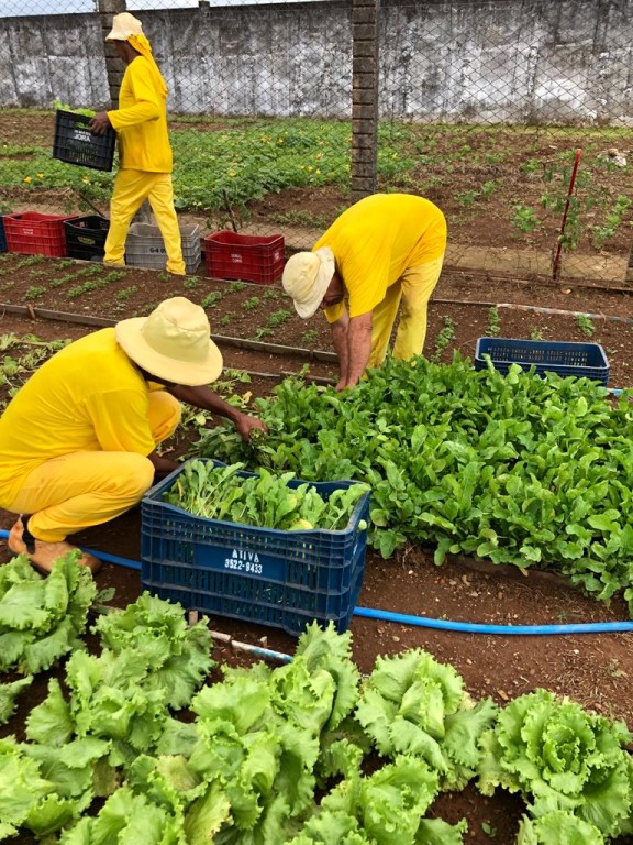 Prefeitura de Goiânia realiza primeira colheita da horta comunitária cultivada por detentos no Presídio Odenir Guimarães