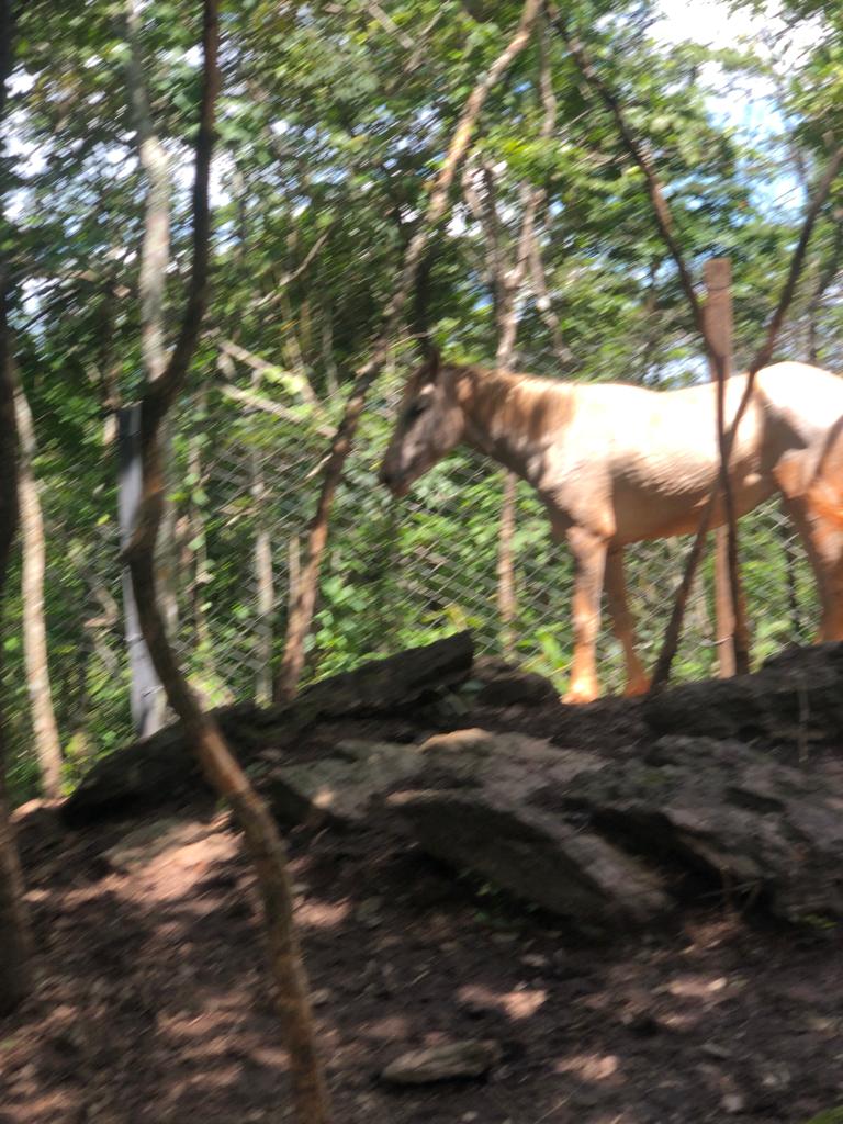 Polícia Civil encontra abatedouro clandestino de cavalos