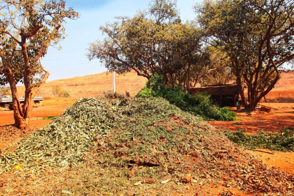 Prefeitura de Goiânia produz adubo natural e sustentável com galhos de árvores provenientes de podas e casca de arroz