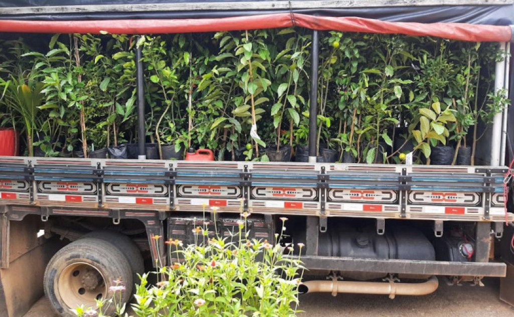 Adapec apreende mudas de plantas comercializadas de forma irregular em Combinado