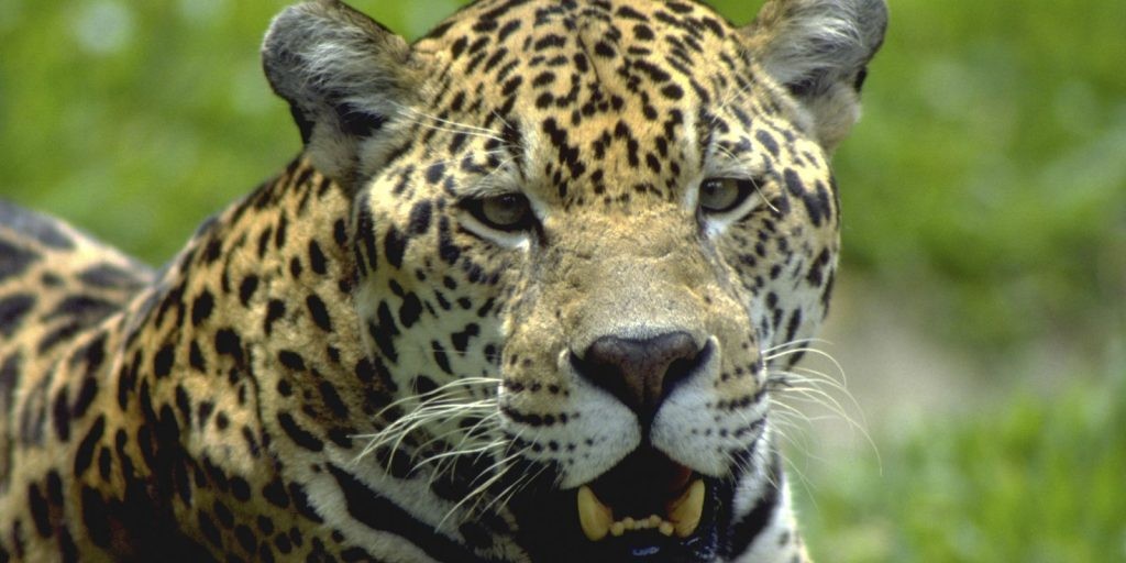 Reserva no Paraná tem 12 espécies de animais ameaçadas de extinção