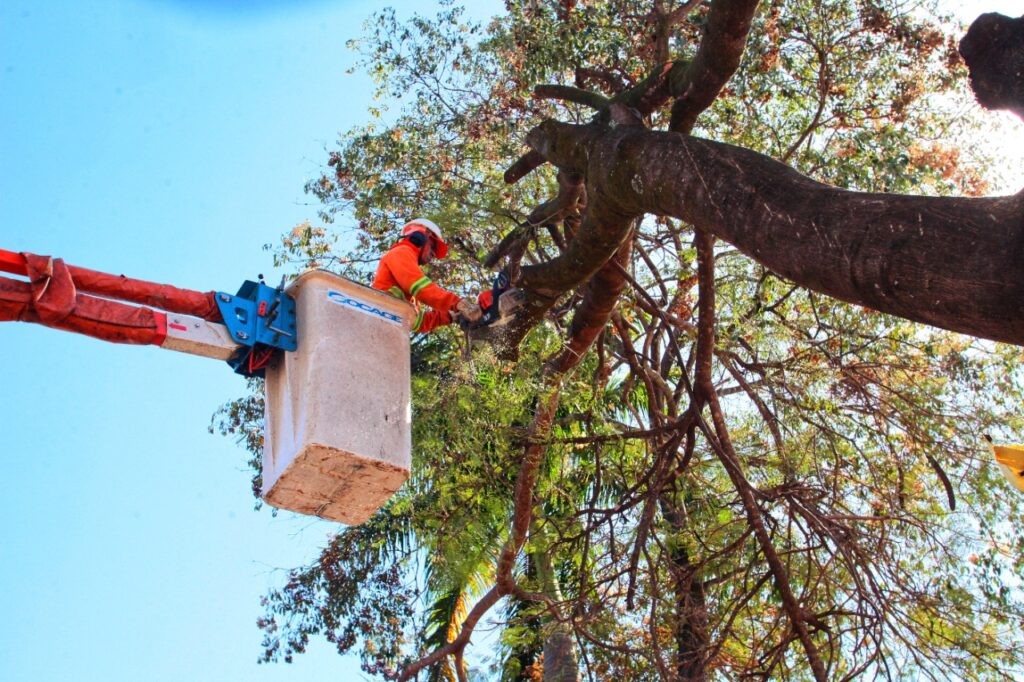 Prefeitura de Goiânia faz poda de árvores e remoção de galhos em 50 bairros para evitar transtornos neste período de chuvas