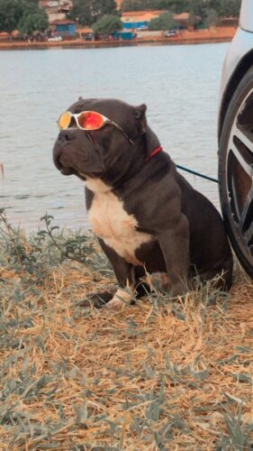 Polícia Civil localiza cão avaliado em R$ 9 mil, que estava desaparecido