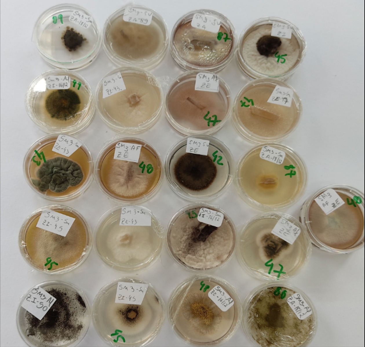 Pesquisadores da UEG descobrem novas espécies de cogumelo e bolor