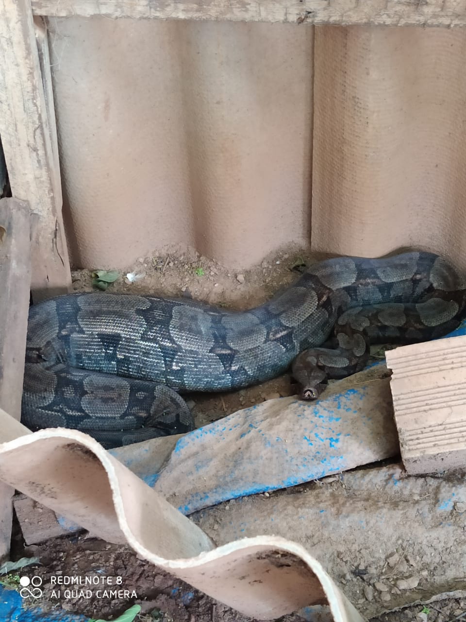 Bombeiros resgatam duas cobras em galinheiro