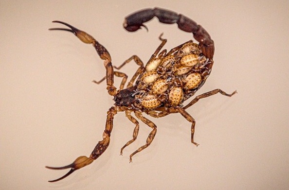 Novo Gama alerta sobre cuidados com picadas de escorpiões