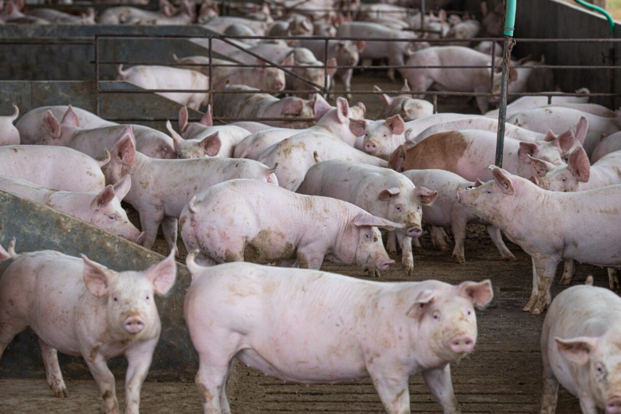 Goiás bate recorde no abate de suínos e frangos em 2022