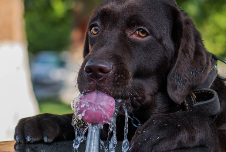 Março Amarelo alerta para os cuidados com as doenças renais em pets