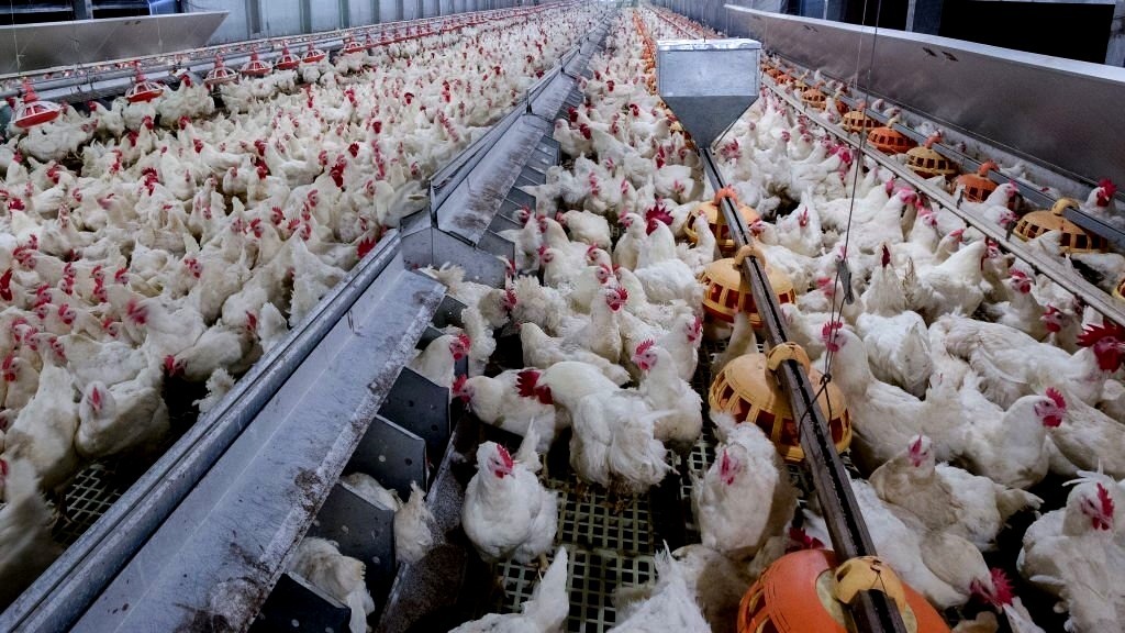 Governo de Goiás adota novas medidas sanitárias para prevenção da gripe aviária