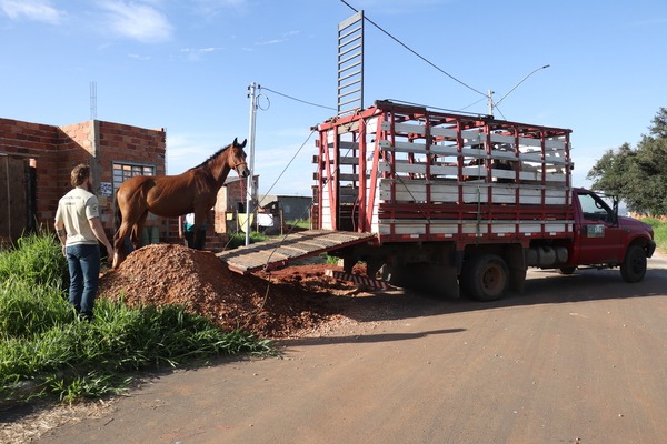 Senador Canedo apreende cavalos soltos em vias públicas