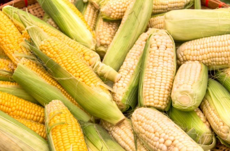 Produção de milho em Goiás deve crescer 29,2% na Safra 22/23