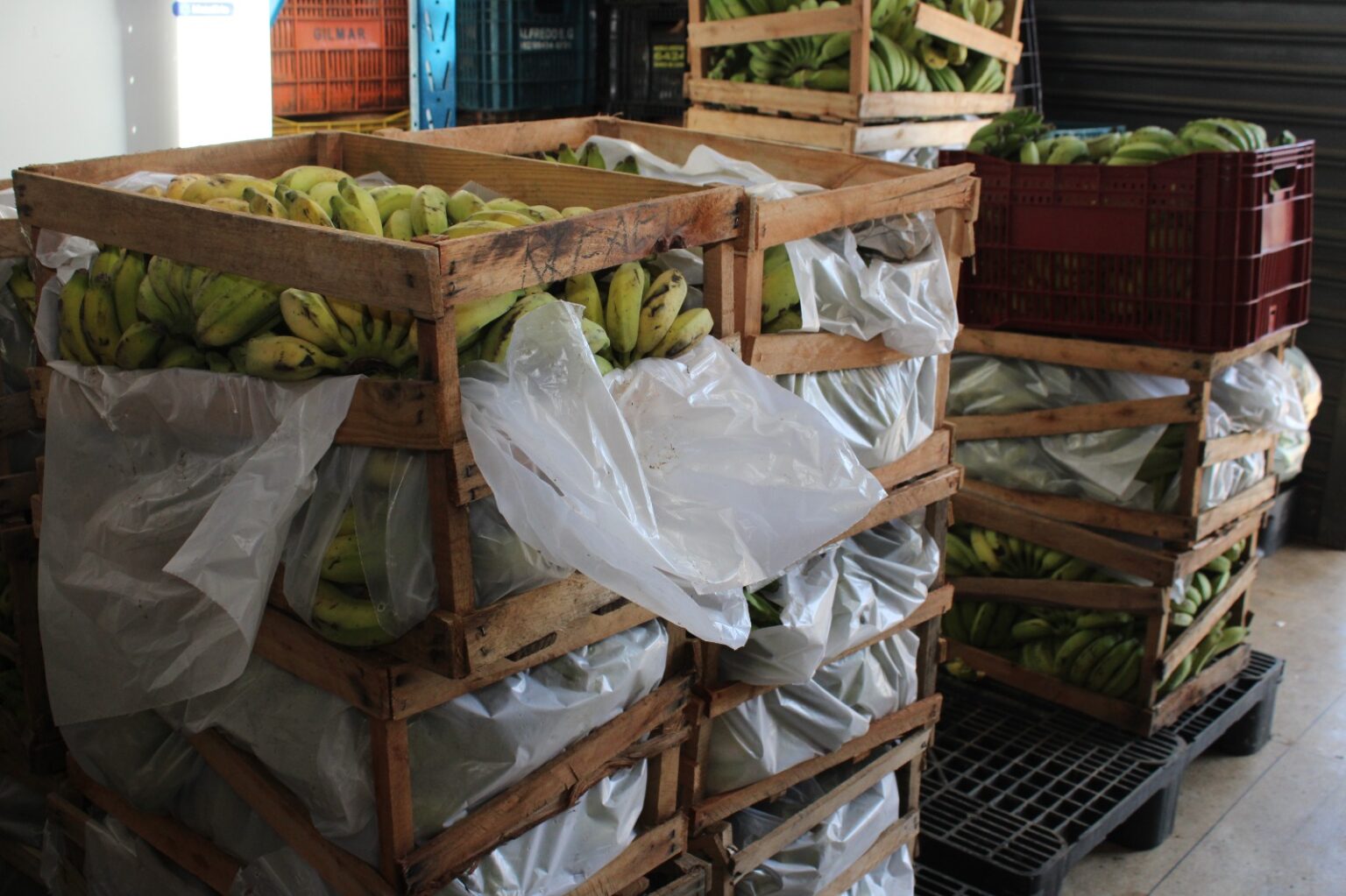 Assistência Social de Aparecida recebe alimentos da Conab