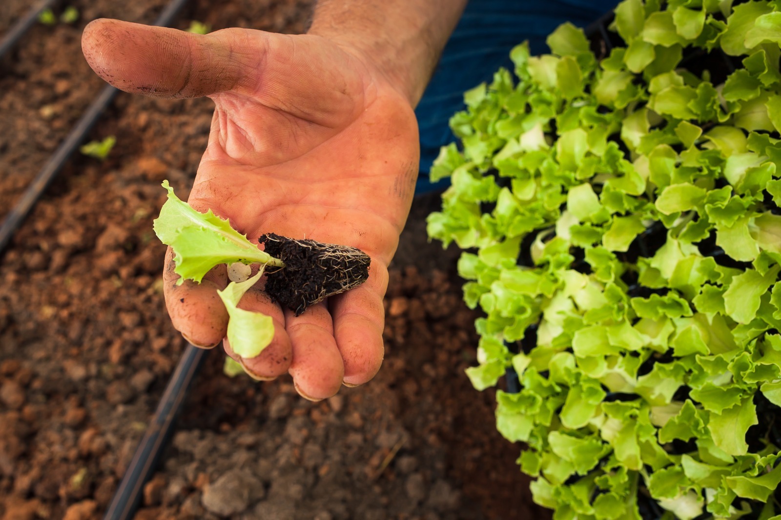 Goiás é líder no Centro-Oeste e segundo no Brasil na geração de empregos no agro