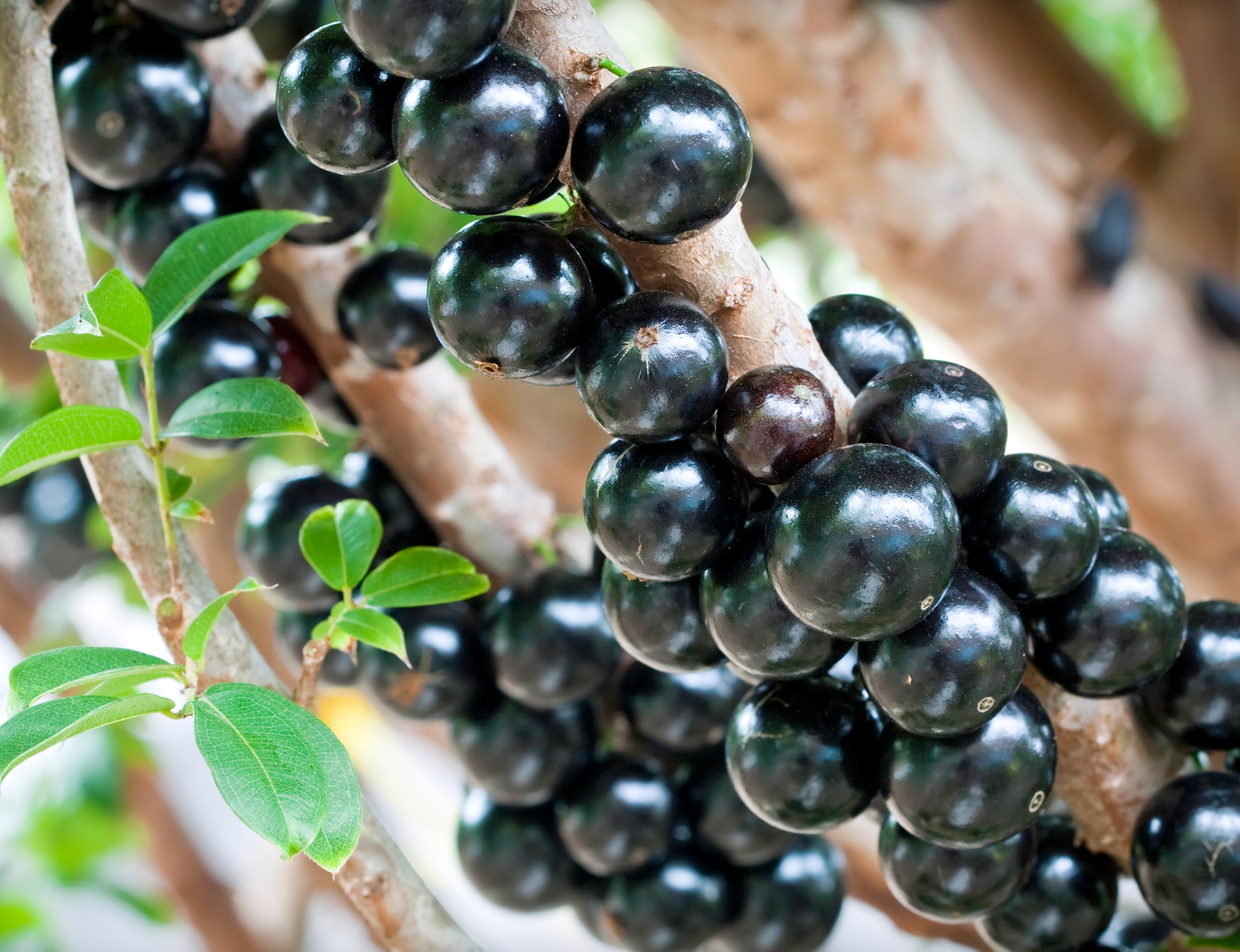  Instituto EMATER promove curso de processamento de jabuticaba em Santo Antônio do Descoberto