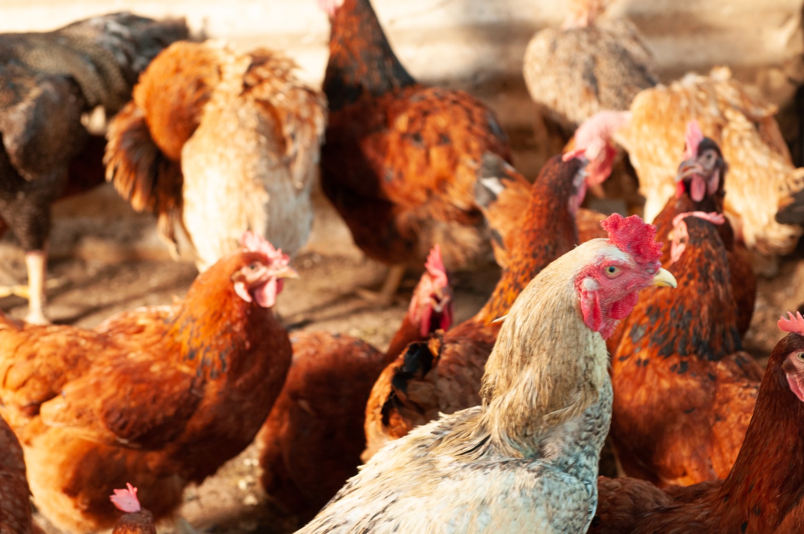 Goiás declara estado de emergência para Gripe Aviária