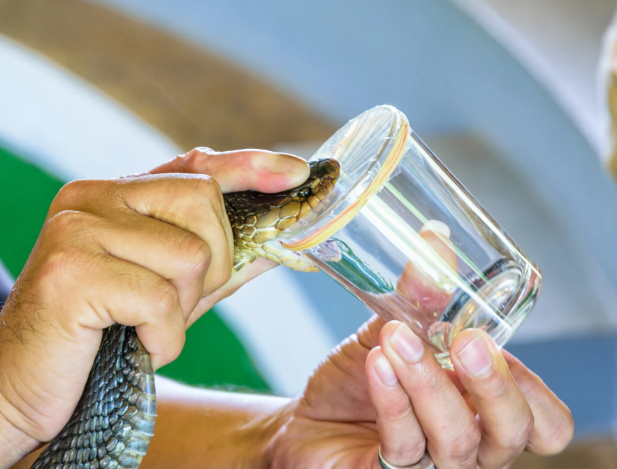 Estado oferece atenção especial às vítimas de picadas de cobras