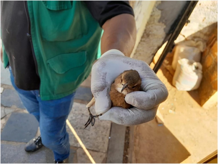 Prefeitura de Goiânia resgata 226 animais silvestres de janeiro a setembro de 2023