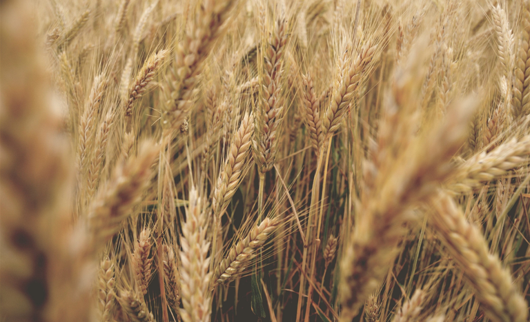 DIA NACIONAL DO TRIGO: Trigo tropical como o Mapa e a Embrapa trabalham para aumentar a produção do cereal no Brasil