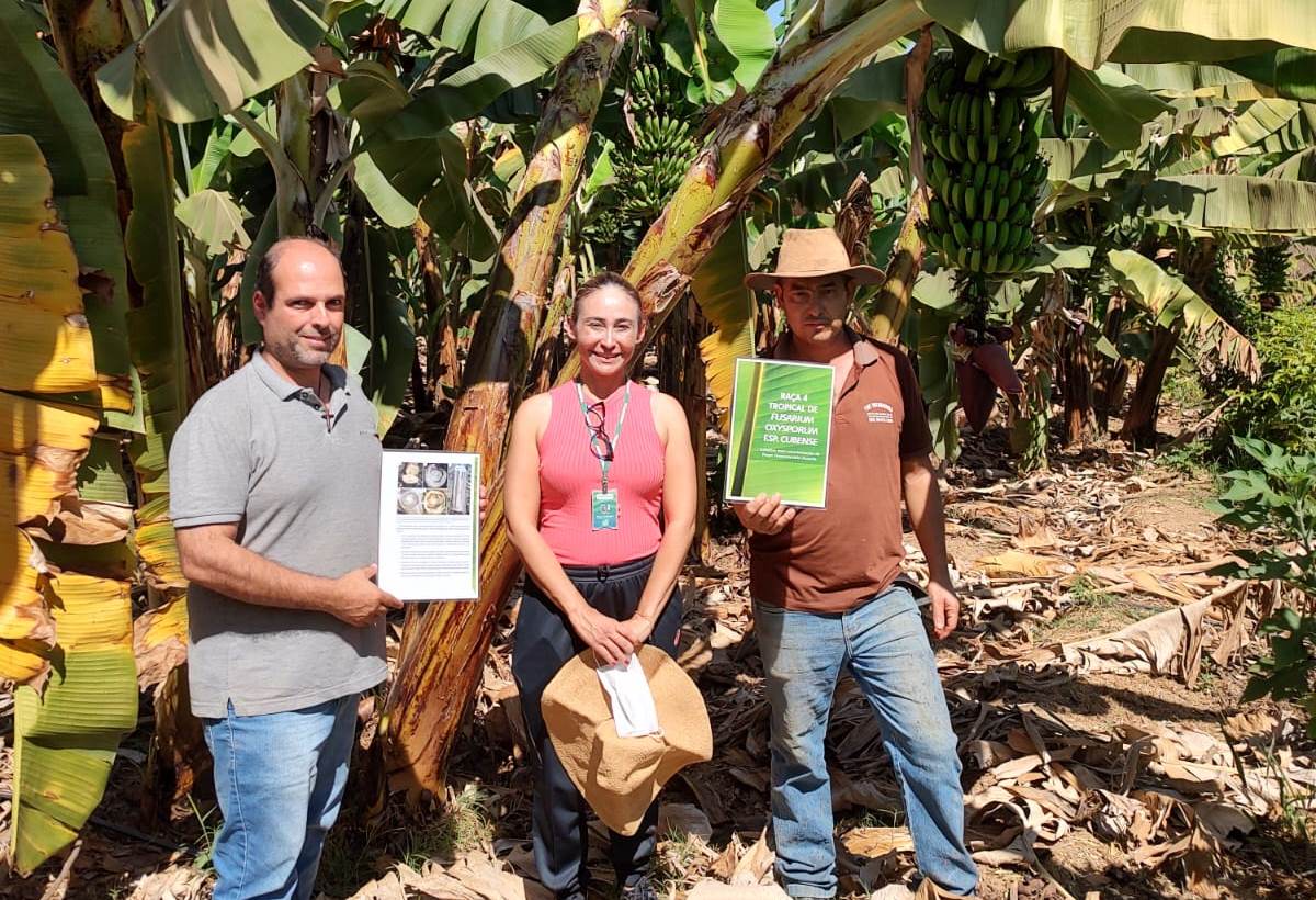 Agrodefesa realiza ações preventivas para a bananicultura goiana