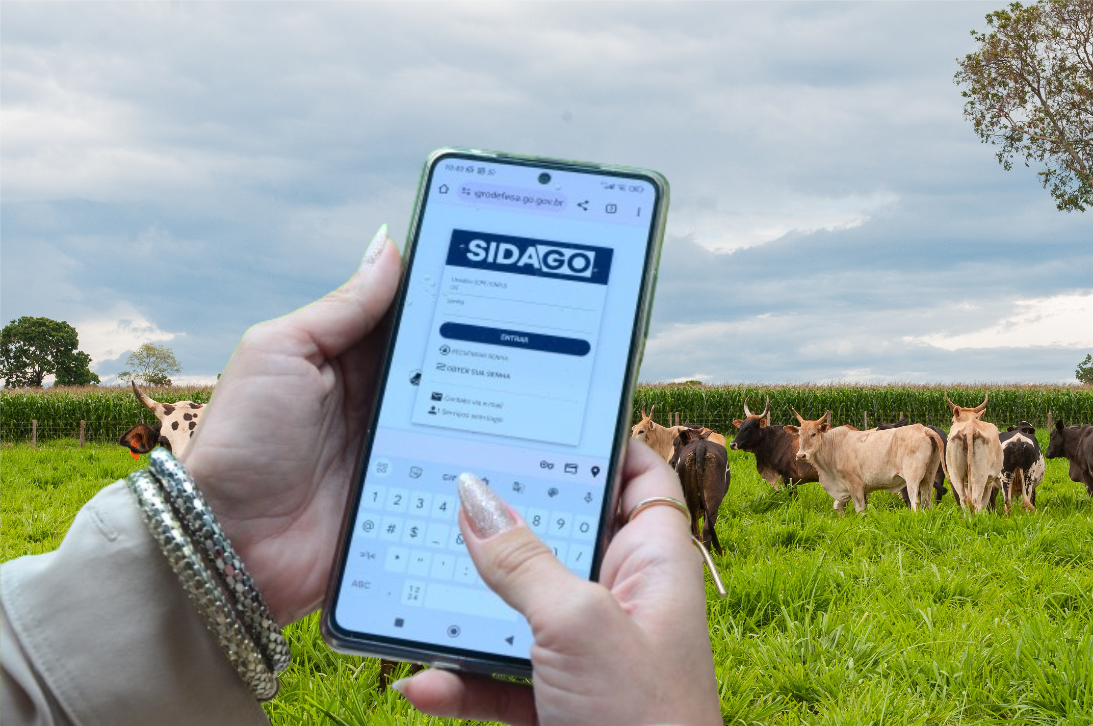 Prazo para efetuar a declaração de rebanho termina no dia 30 de dezembro em Goiás