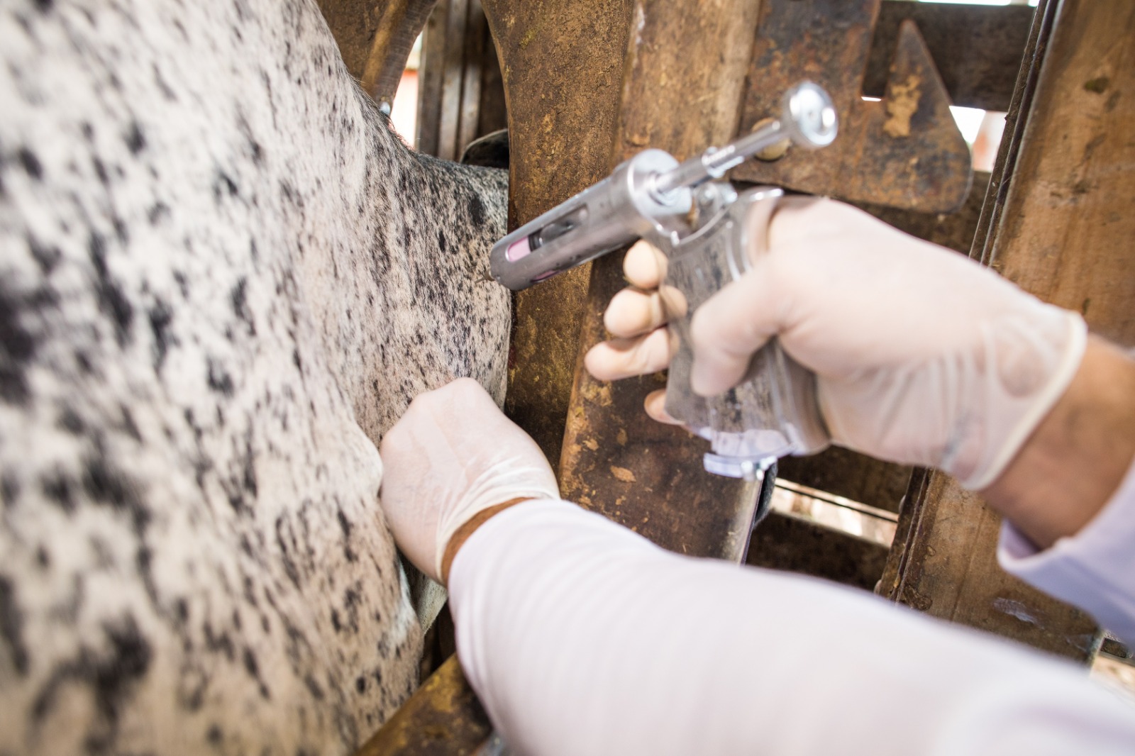 Goiás tem 98,53% do rebanho vacinado contra a raiva de herbívoros nos municípios de alto risco para a doença