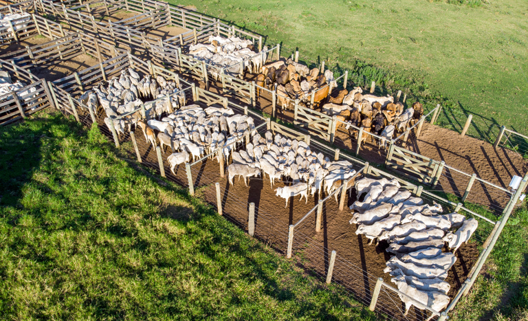 Amazonas e Piauí irão suspender vacinação contra a febre aftosa após última etapa que ocorrerá em abril