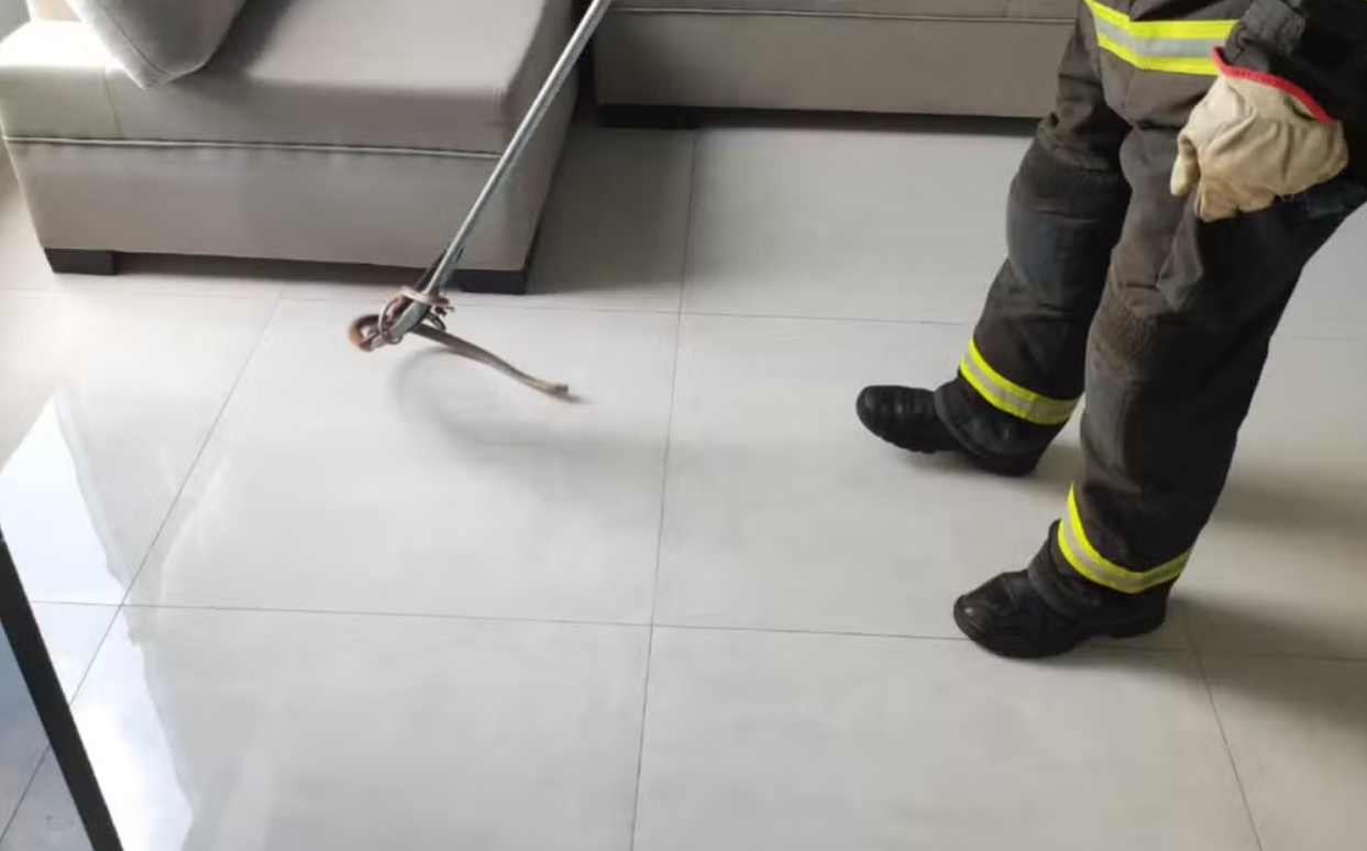 Cobra é encontrada dentro de casa em Caldas Novas