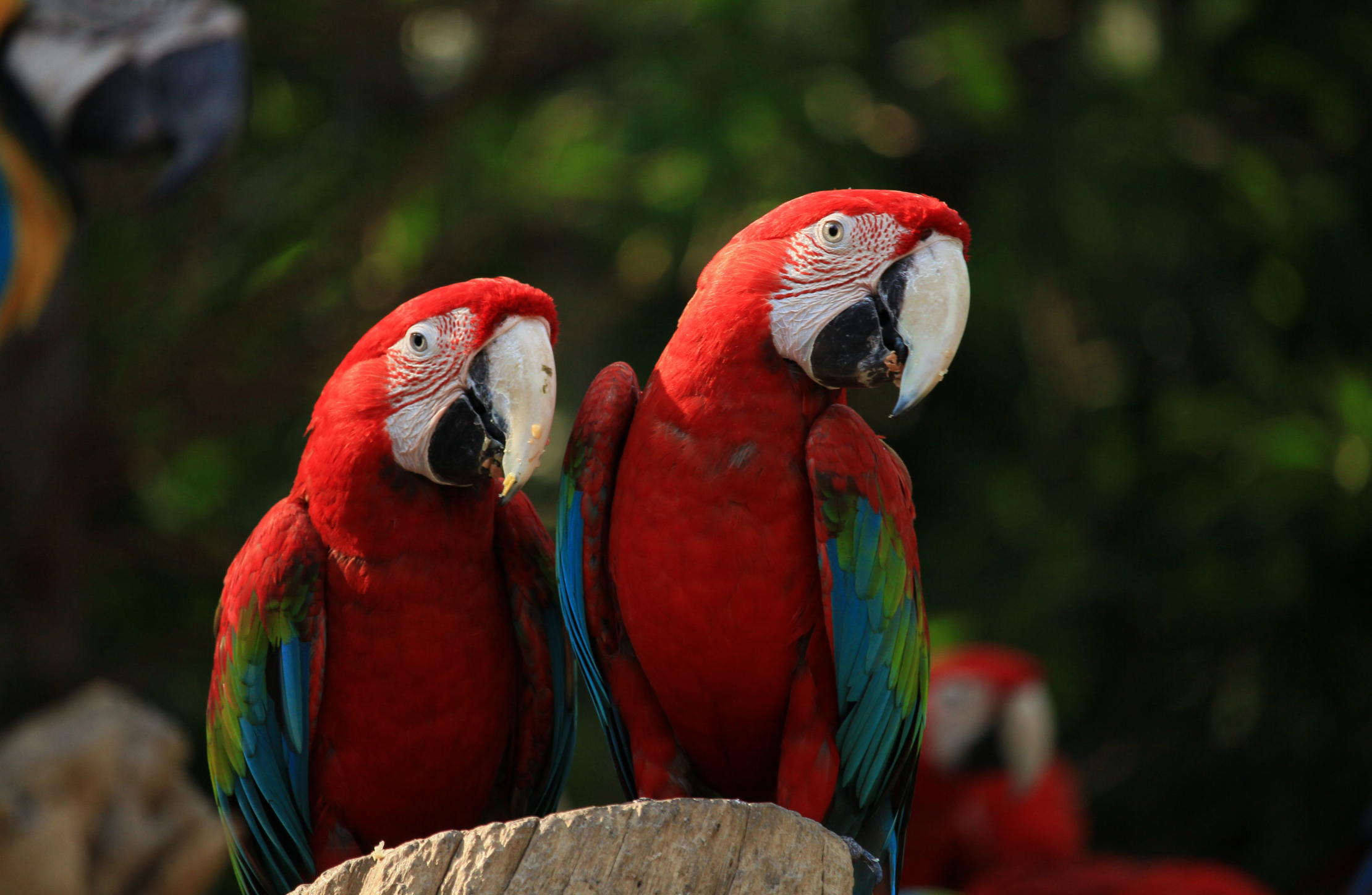 Observação de aves é a nova aposta do turismo de Goiás