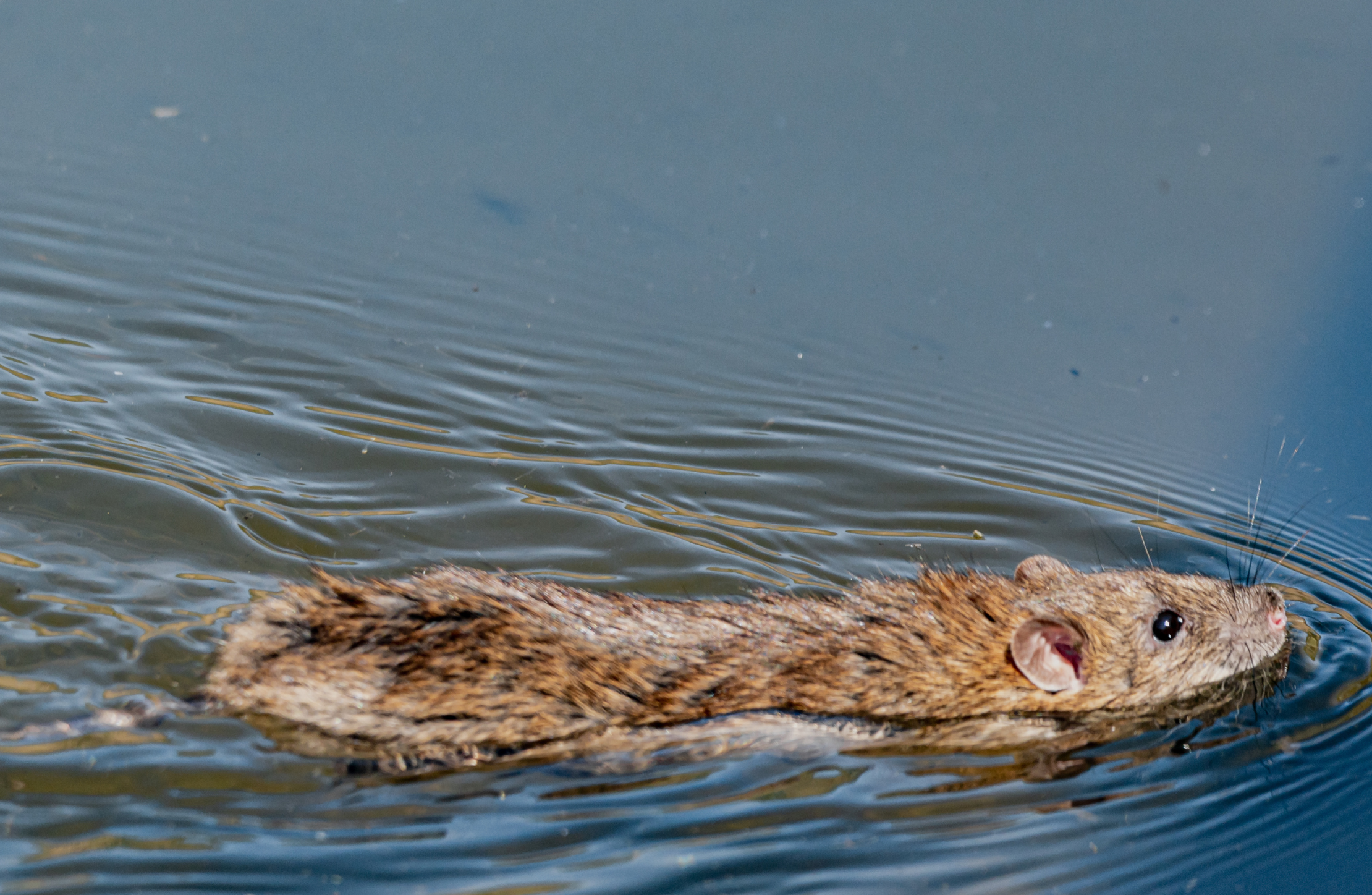Rio Grande do Sul confirma segunda morte por leptospirose