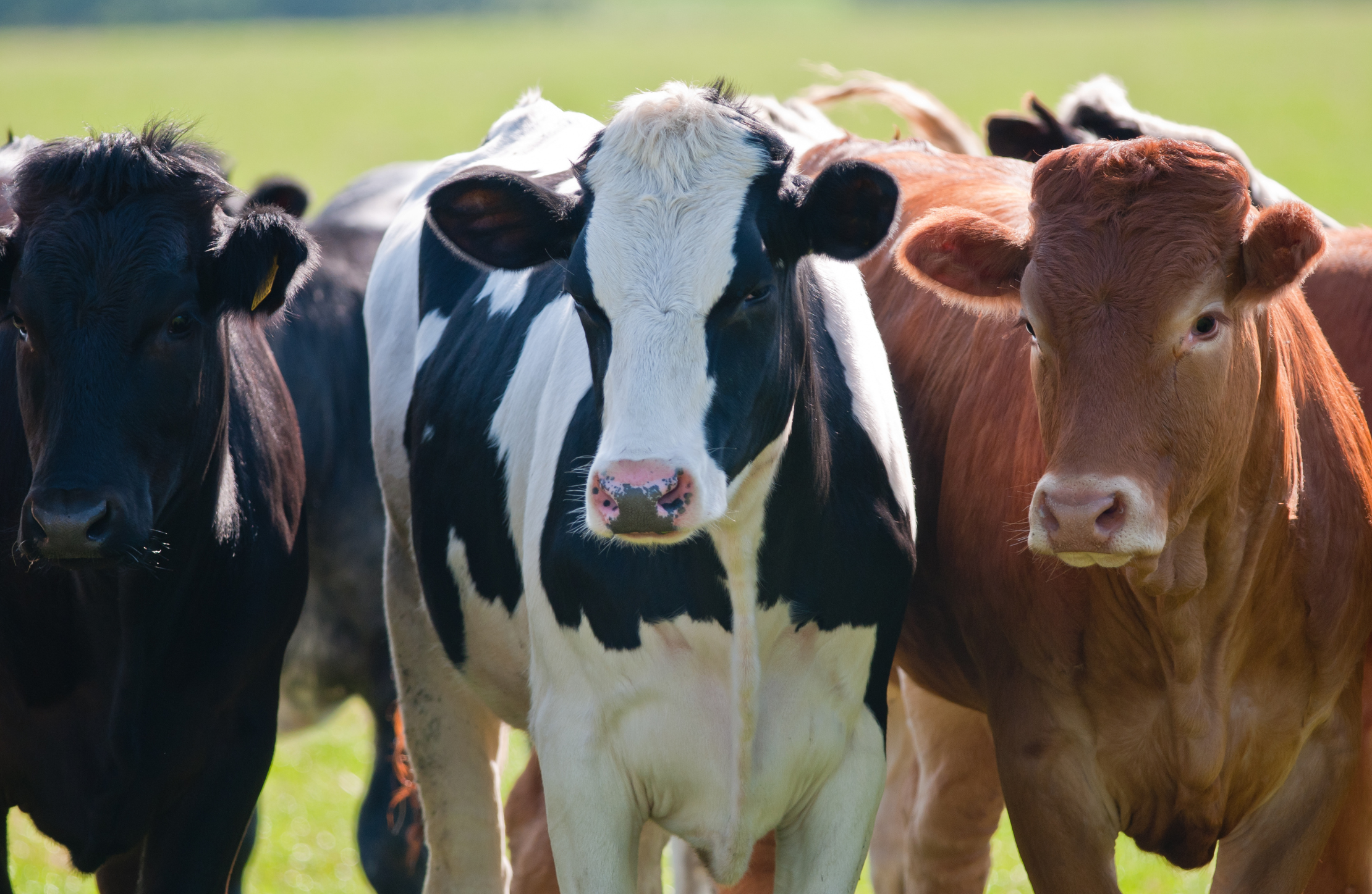 André do Premium defende a criação de política de enfrentamento à brucelose e à tuberculose animal