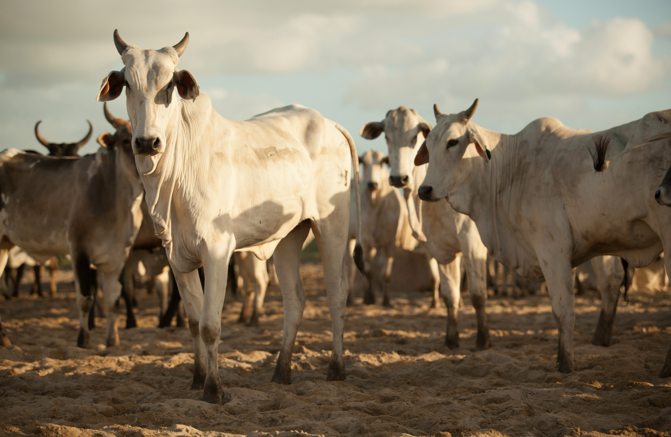 Abate de bovinos chega a 1 milhão de cabeças em Goiás