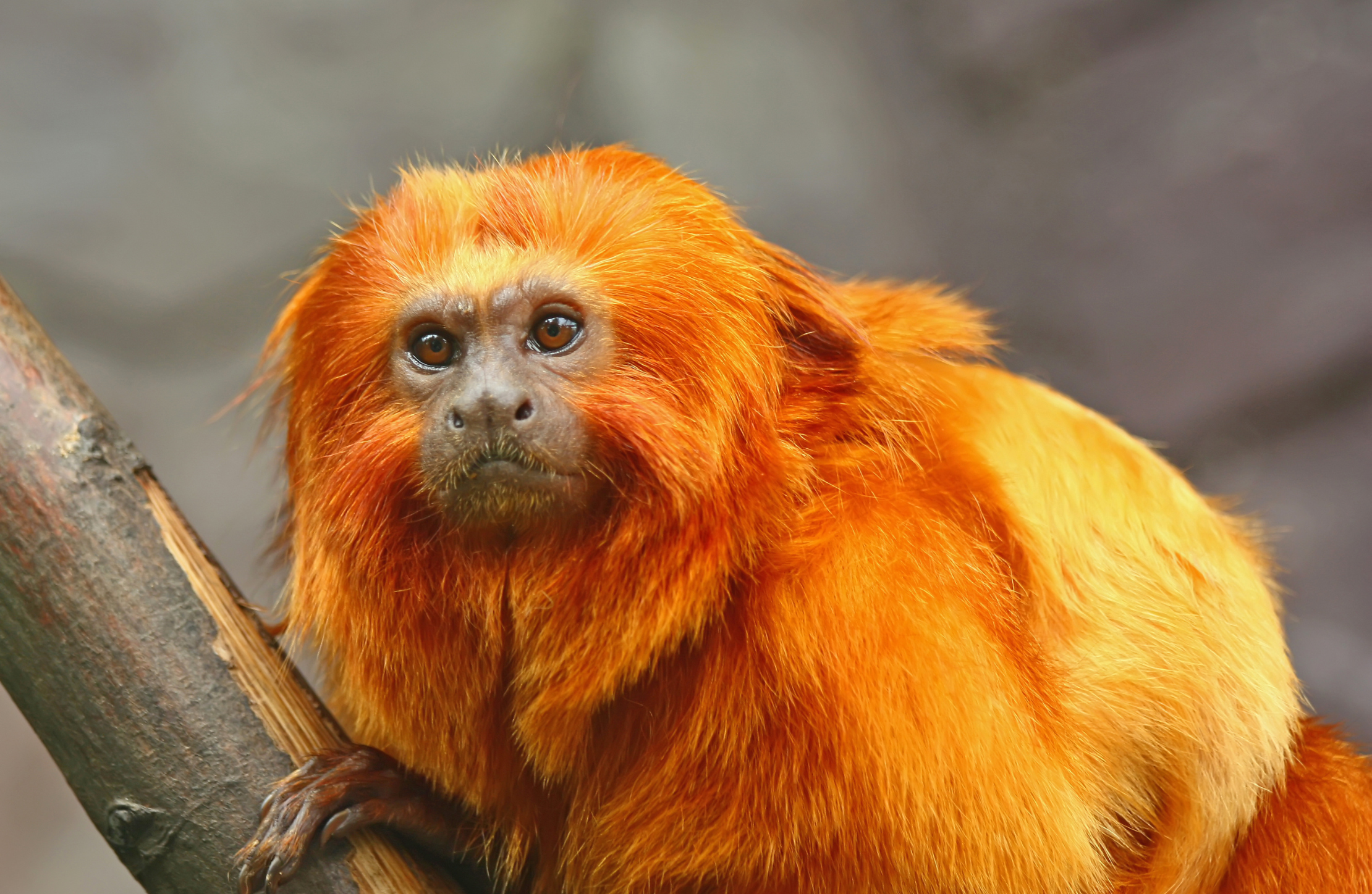 Zoológicos são 'prisões de animais' ou espaços de conservação?