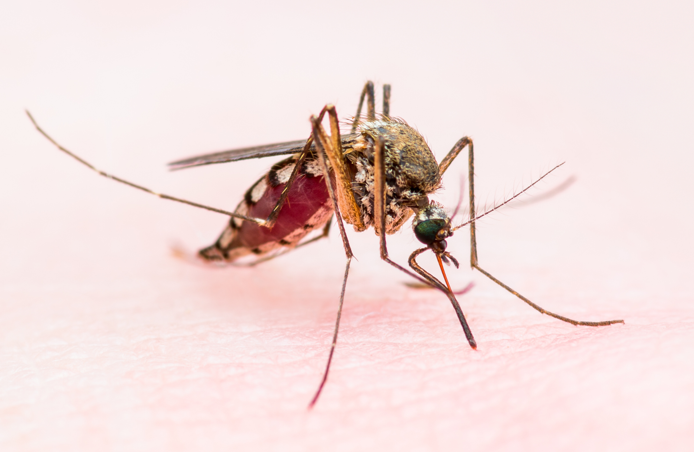 Plataforma orienta profissionais que atendem pacientes com malária