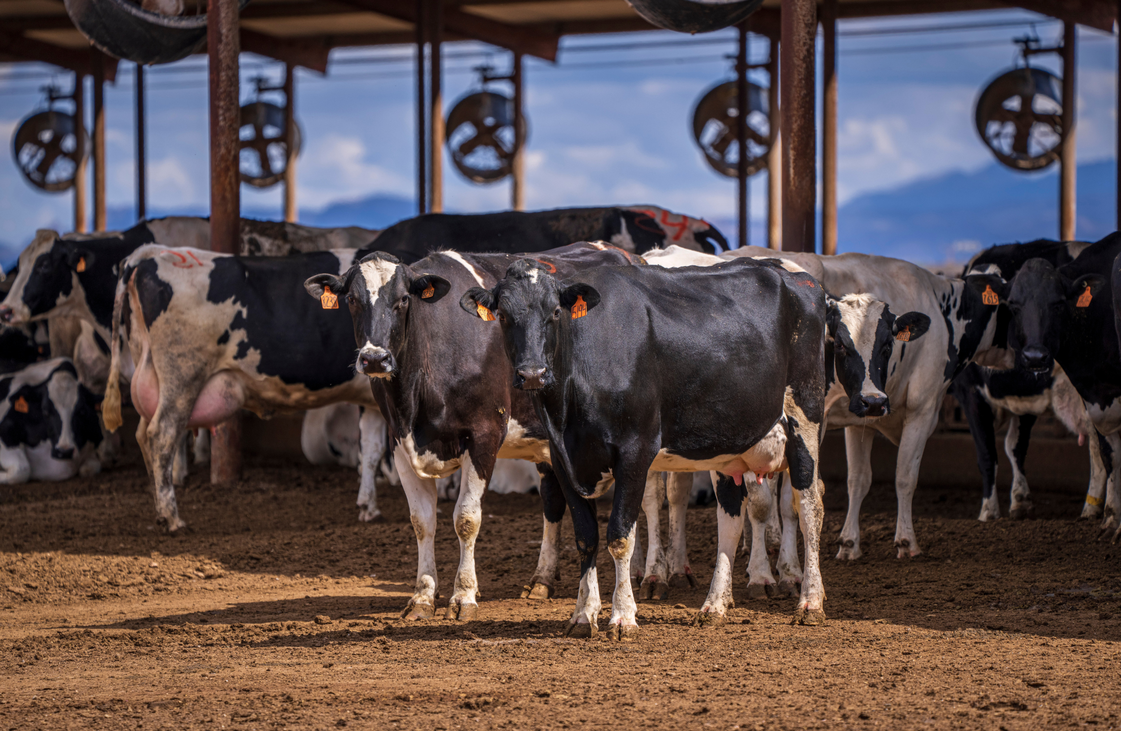 Receita investiga sonegação de quase R$ 1 bilhão em venda de gado