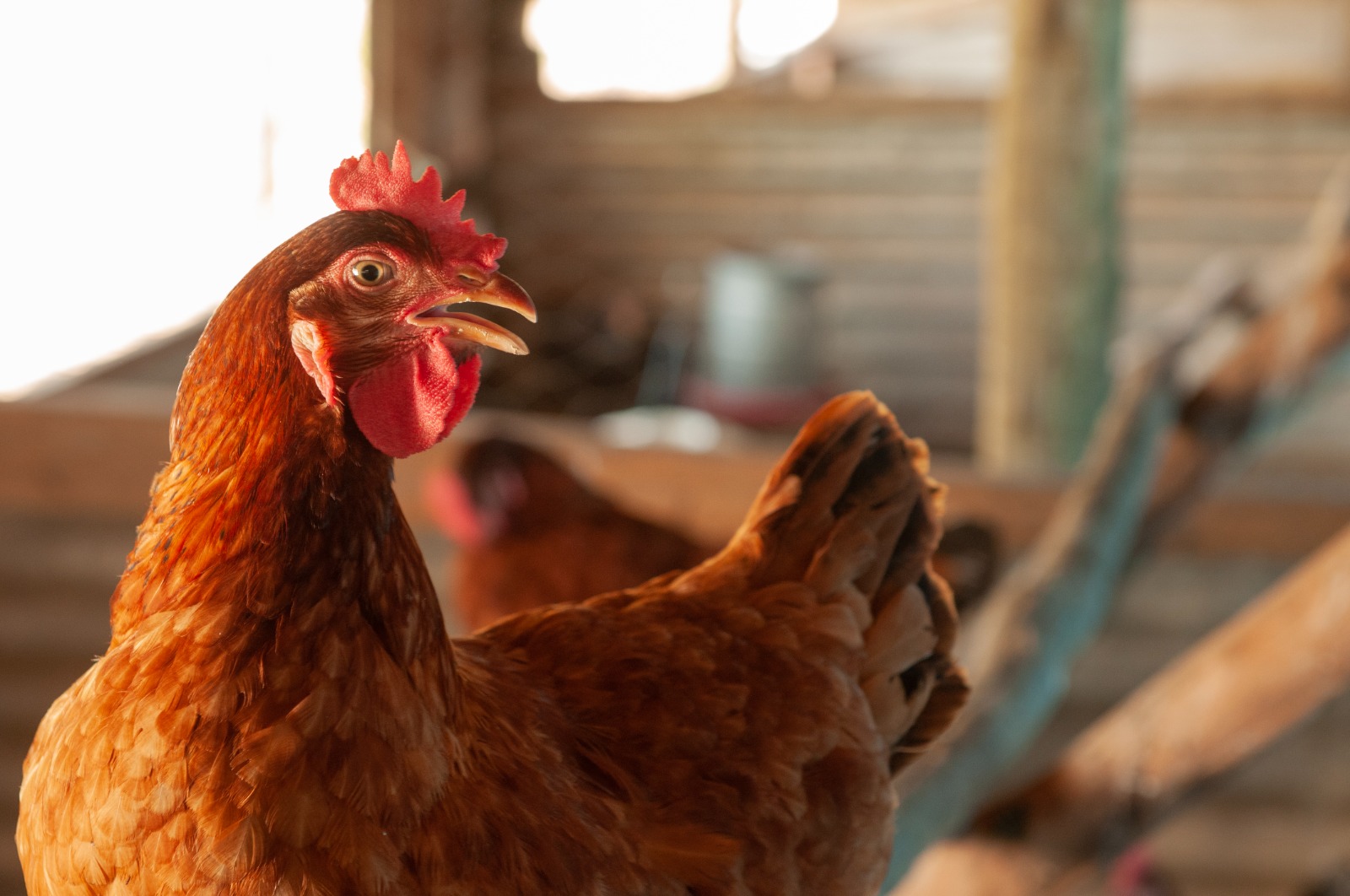 Governo de Goiás prorroga situação de emergência para Influenza Aviária por mais 180 dias