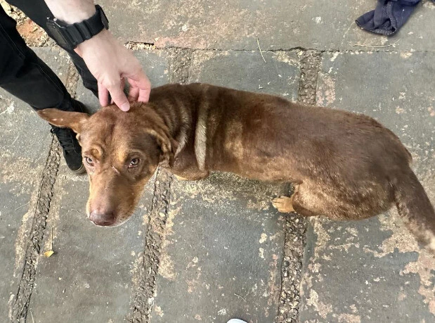 Polícia cumpre mandado e investiga maus-tratos a animais em Goiânia