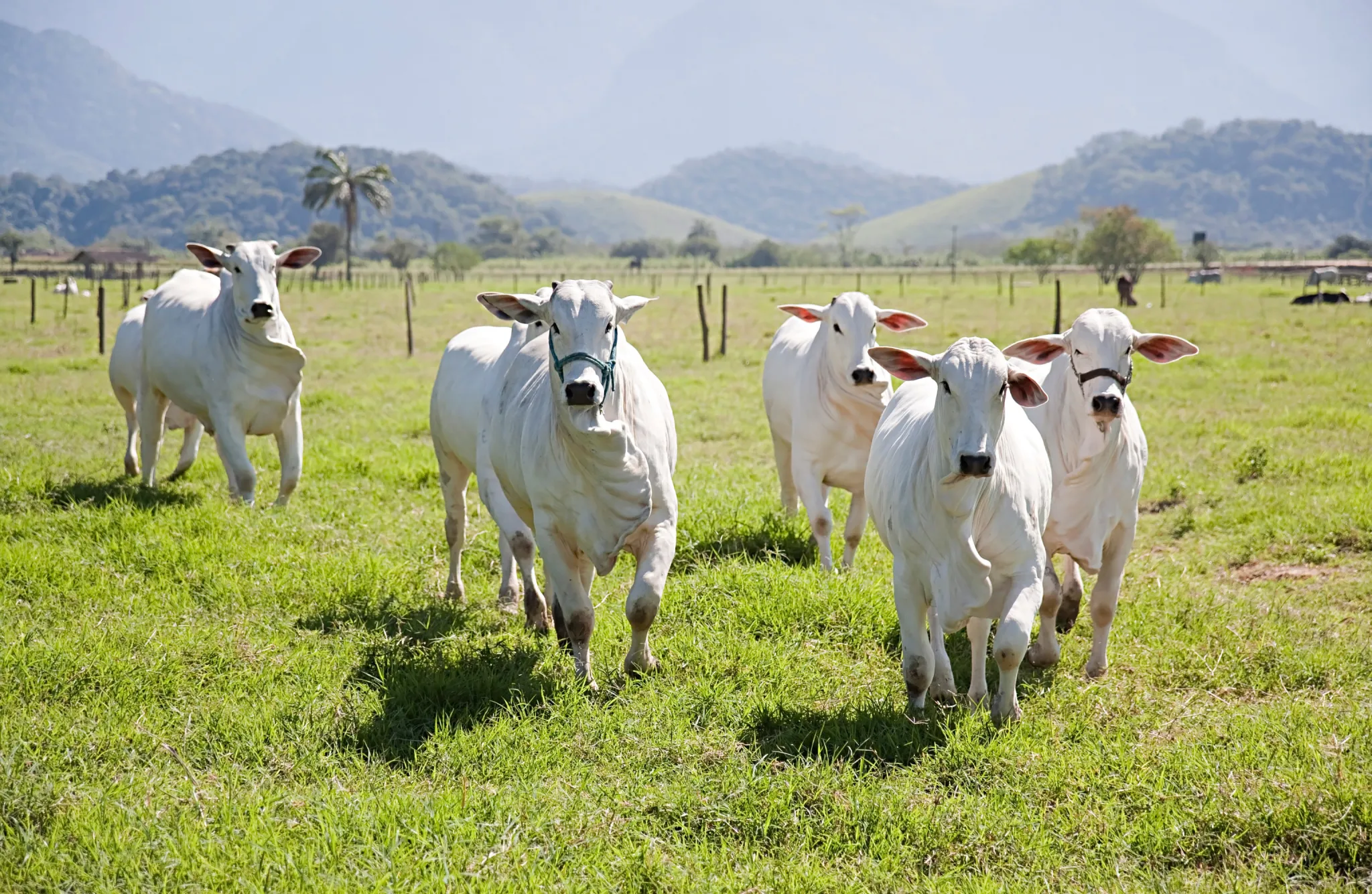 Goiás busca status internacional de zona livre de aftosa sem vacinação