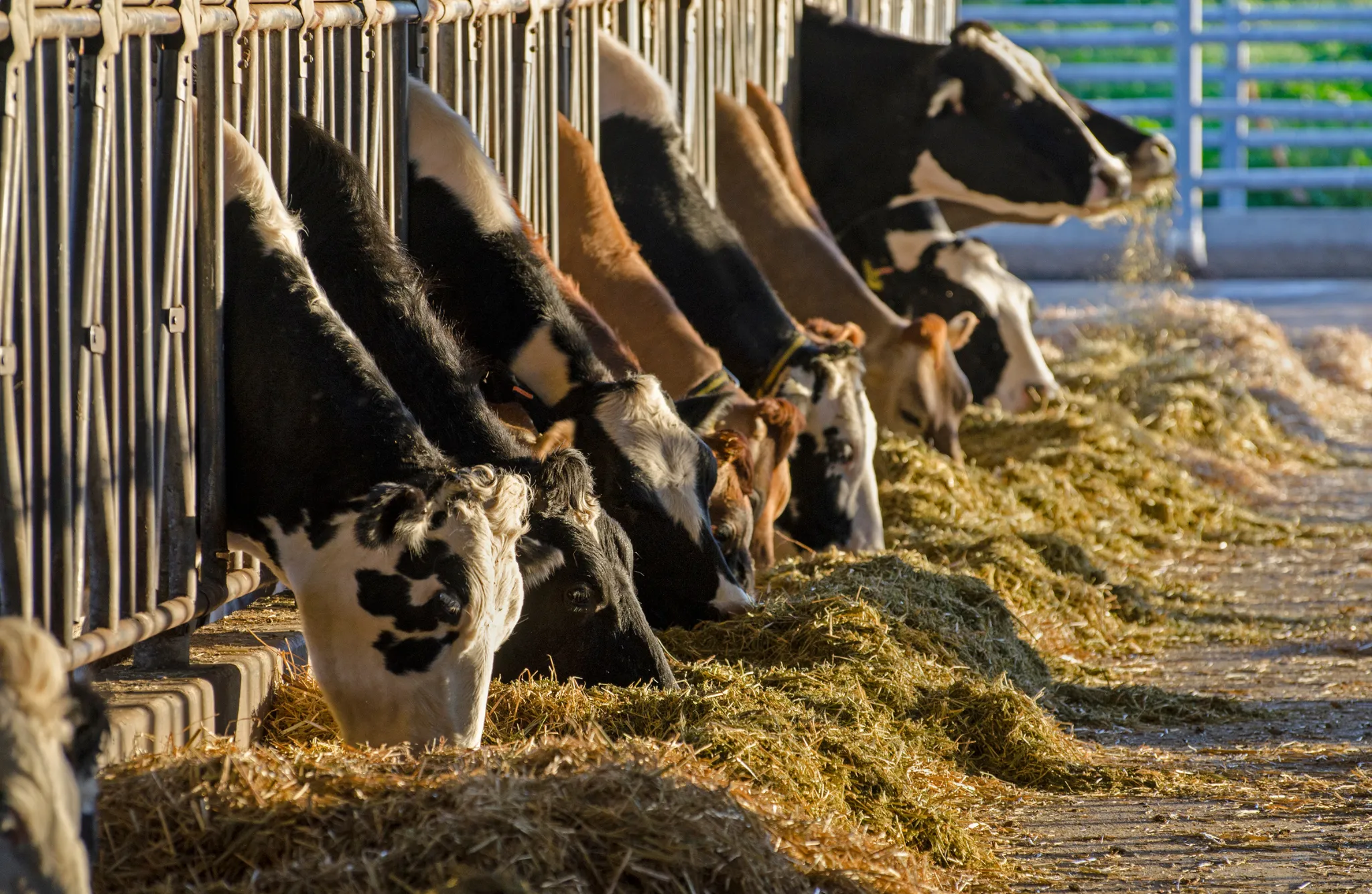 Prazo para vacinação contra a raiva de herbívoros termina no dia 15