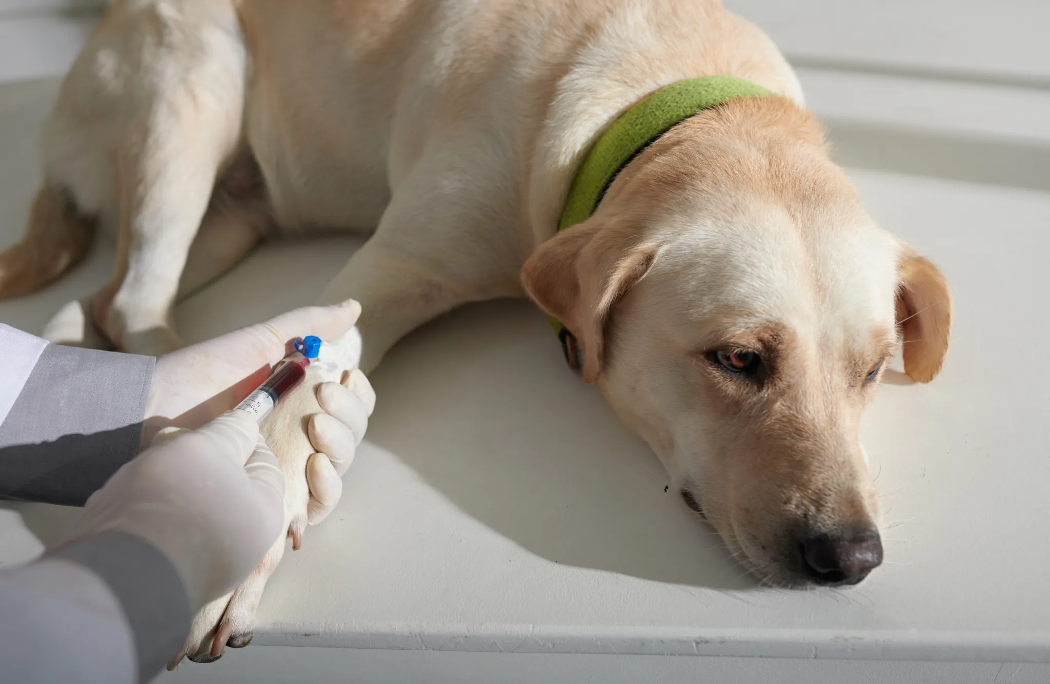 Estratégia de vigilância de cães reforça combate à doença de Chagas